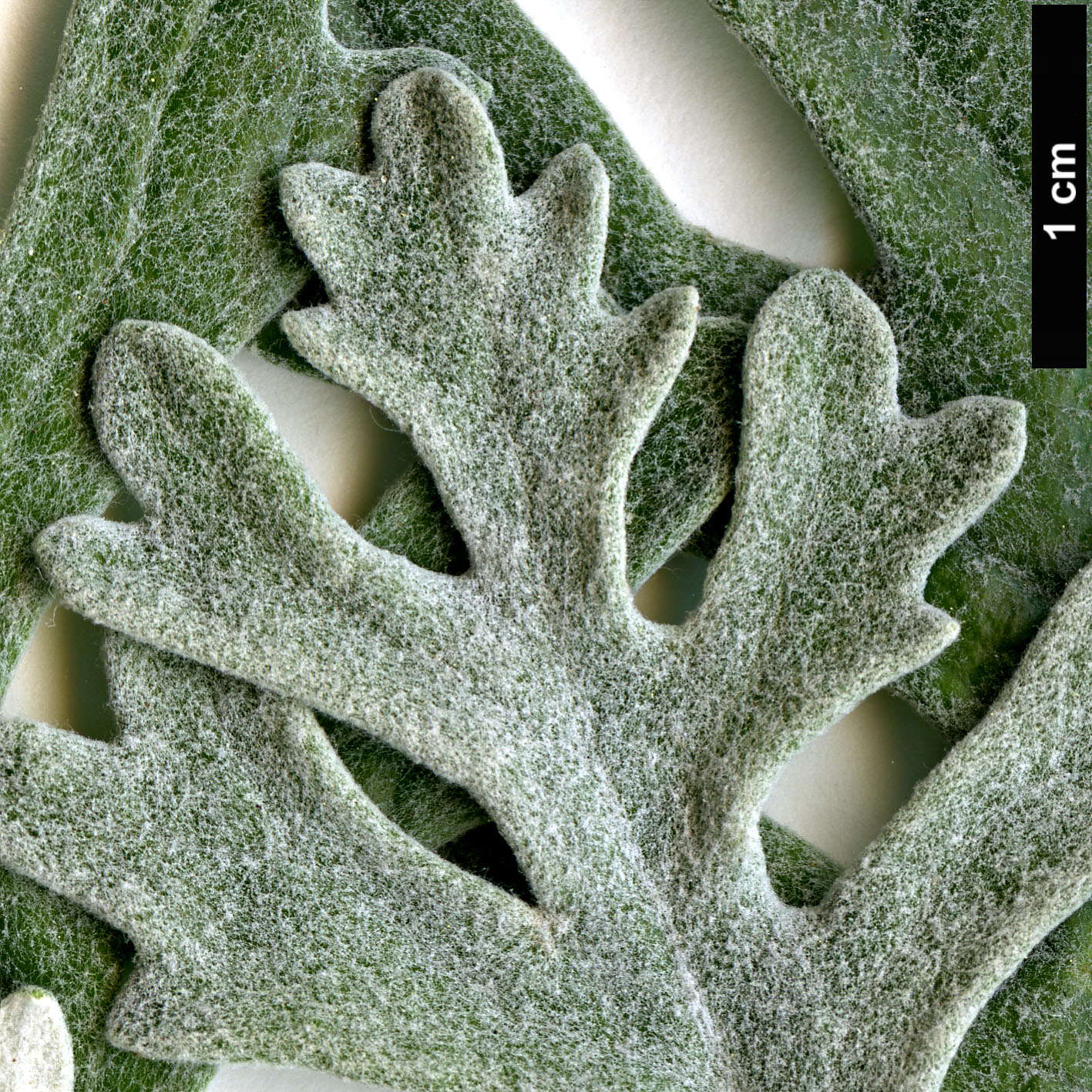 High resolution image: Family: Asteraceae - Genus: Jacobaea - Taxon: maritima